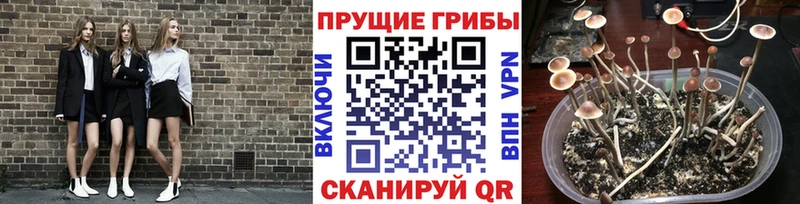 МЕГА зеркало  цены наркотик  Сольвычегодск  Галлюциногенные грибы MAGIC MUSHROOMS 
